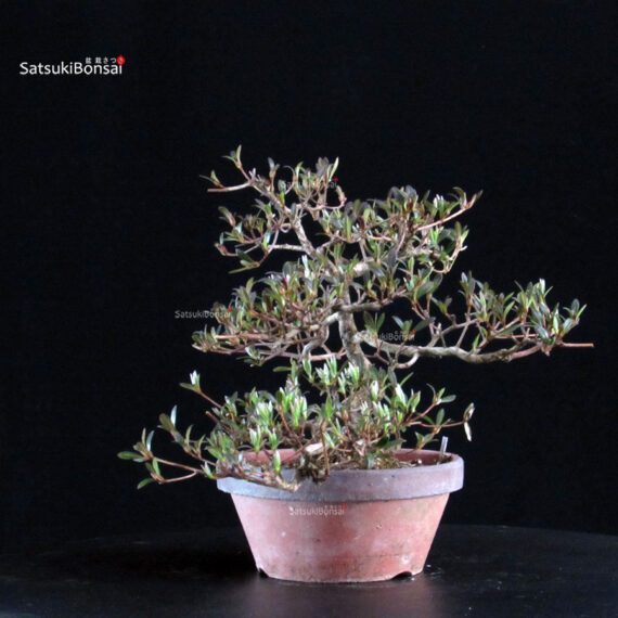 Azalea Satsuki Spp. - immagine 2