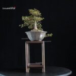 Azalea Satsuki Spp. - immagine 4