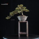 Azalea Satsuki Spp. - immagine 3