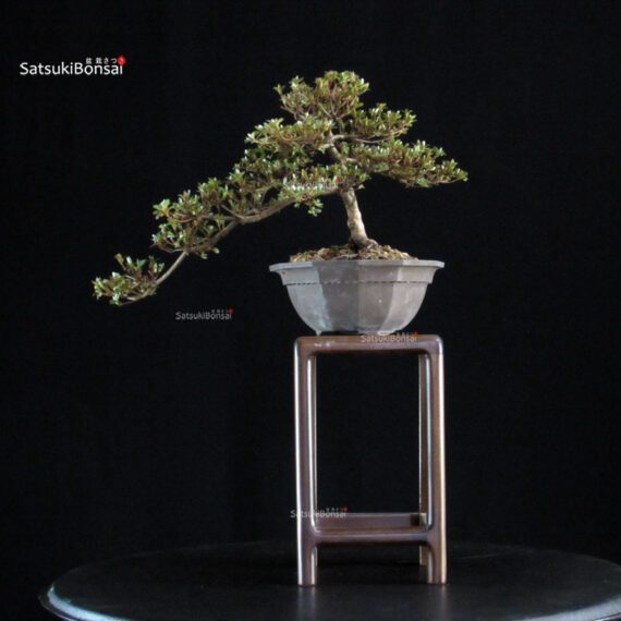 Azalea Satsuki Spp. - immagine 3