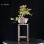 Azalea Satsuki Spp. - immagine 2