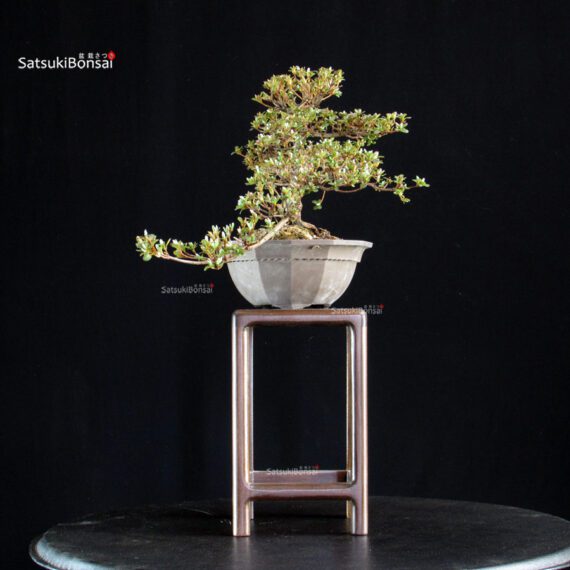 Azalea Satsuki Spp. - immagine 2