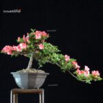 Azalea Satsuki HOZAN