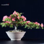 Azalea Satsuki HOZAN