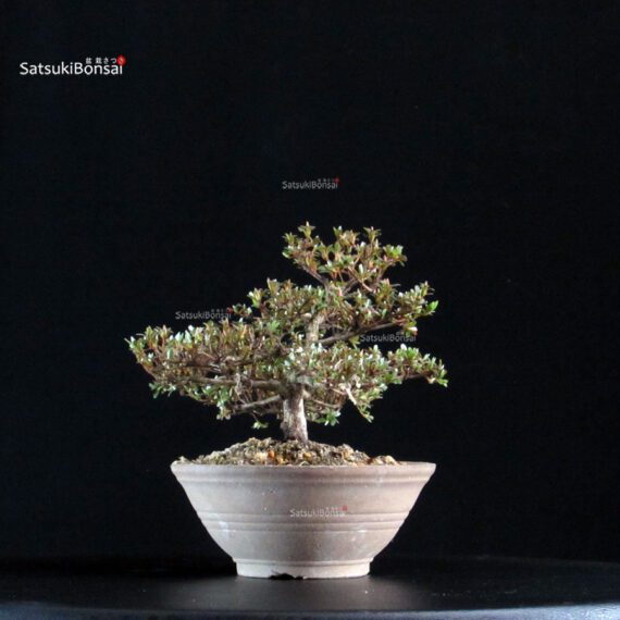 Azalea Satsuki HOZAN - immagine 6