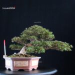 Azalea Satsuki HOSHI-NO-KAGAYAKI