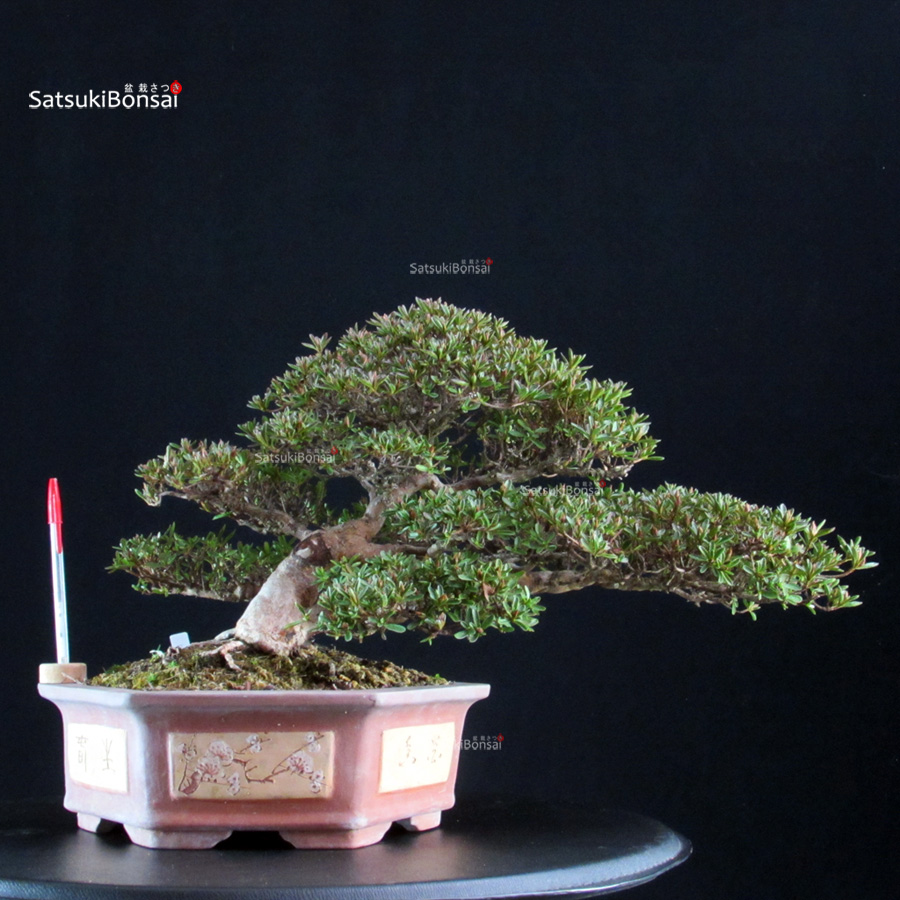 6483_1-Rhododendron Indicum satsuki Hoshinokagayaki Azalea Satsuki HOSHI-NO-KAGAYAKI - immagine 1