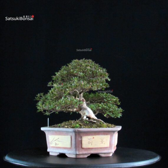 Azalea Satsuki HOSHI-NO-KAGAYAKI - immagine 3