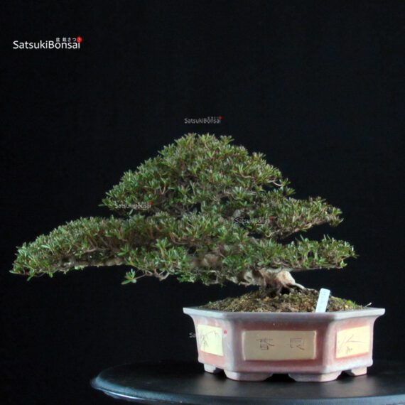 Azalea Satsuki HOSHI-NO-KAGAYAKI - immagine 4