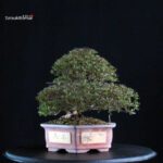 Azalea Satsuki HOSHI-NO-KAGAYAKI - immagine 5