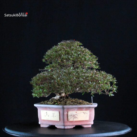 Azalea Satsuki HOSHI-NO-KAGAYAKI - immagine 5