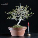 Azalea Satsuki KINSAI