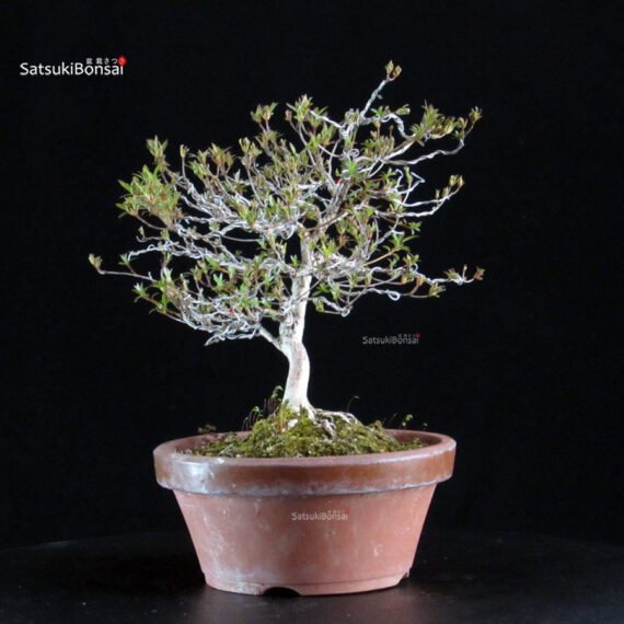 Azalea Satsuki KINSAI - immagine 5