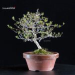 Azalea Satsuki KINSAI - immagine 4