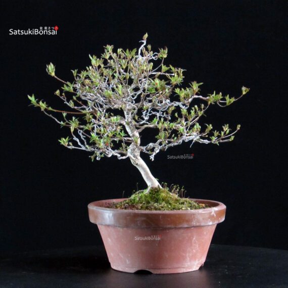 Azalea Satsuki KINSAI - immagine 4