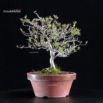 Azalea Satsuki KINSAI - immagine 3