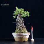 Azalea Satsuki HI-NO-MARU