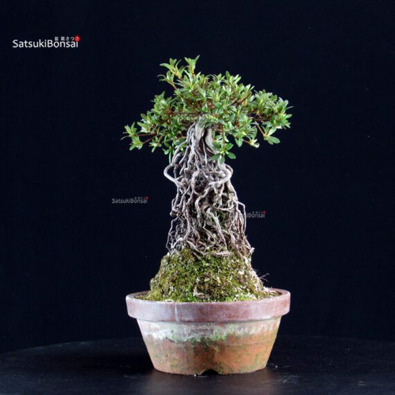 Azalea Satsuki HI-NO-MARU - immagine 5