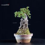 Azalea Satsuki HI-NO-MARU - immagine 4