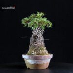 Azalea Satsuki HI-NO-MARU - immagine 3