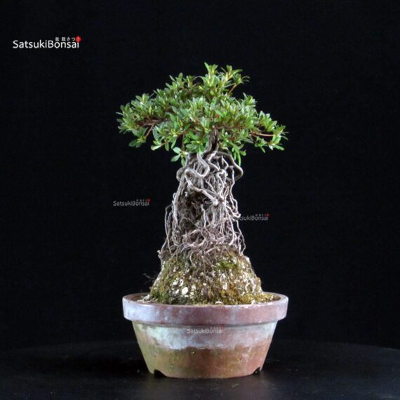 Azalea Satsuki HI-NO-MARU - immagine 3