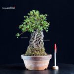 Azalea Satsuki HI-NO-MARU