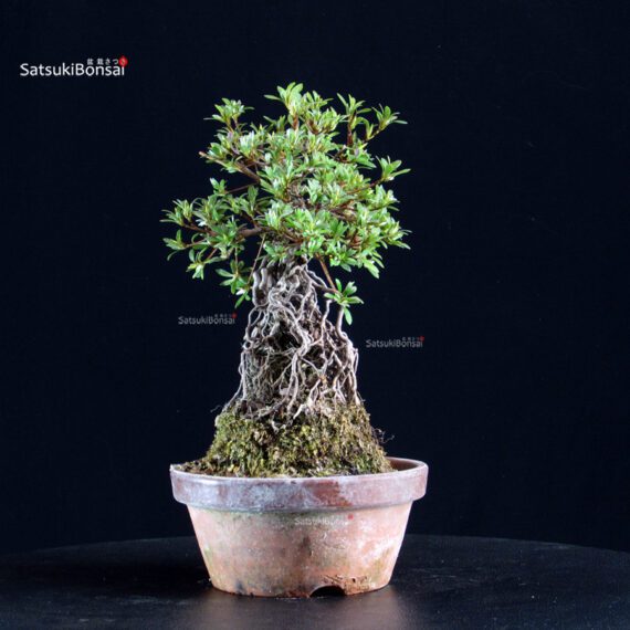 Azalea Satsuki HI-NO-MARU - immagine 5