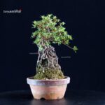 Azalea Satsuki HI-NO-MARU - immagine 4