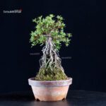 Azalea Satsuki HI-NO-MARU - immagine 3