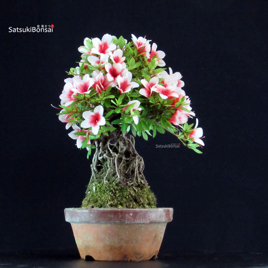 6498_5-Satsuki-Hi-no-maru Azalea Satsuki HI-NO-MARU - immagine 1
