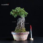 Azalea Satsuki HI-NO-MARU