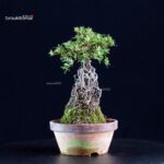 Azalea Satsuki HI-NO-MARU - immagine 5