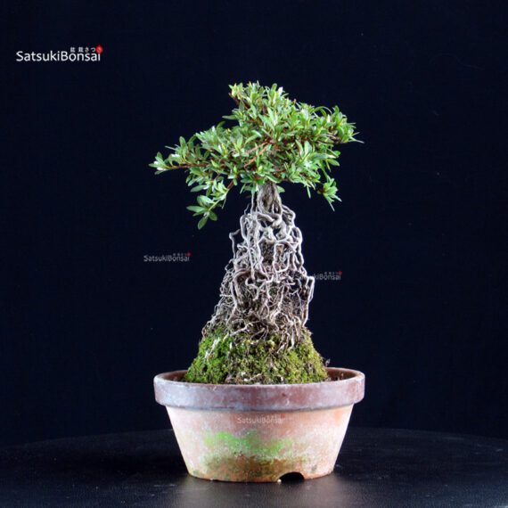 Azalea Satsuki HI-NO-MARU - immagine 5