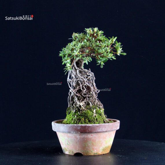 Azalea Satsuki HI-NO-MARU - immagine 4