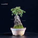 Azalea Satsuki HI-NO-MARU - immagine 3