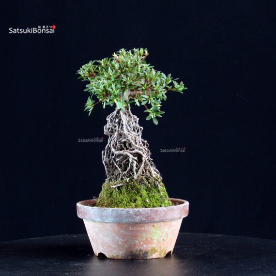 Azalea Satsuki HI-NO-MARU - immagine 3