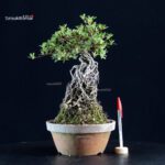 Azalea Satsuki HI-NO-MARU