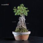 Azalea Satsuki HI-NO-MARU - immagine 5