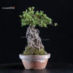 Azalea Satsuki HI-NO-MARU - immagine 4