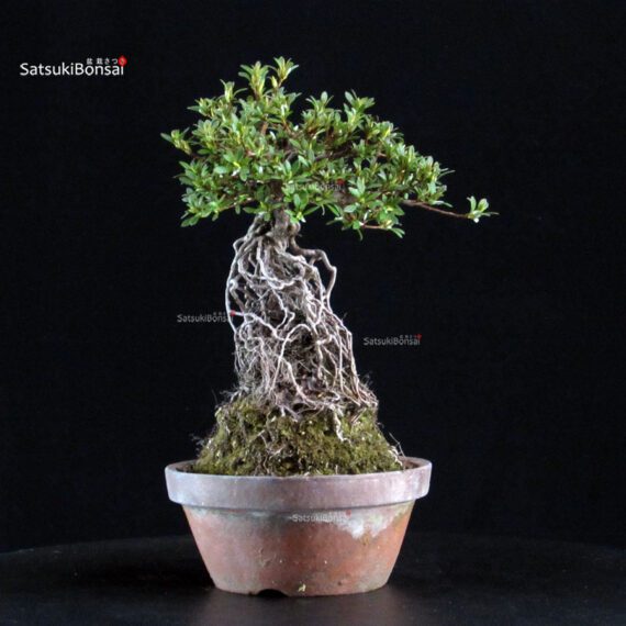 Azalea Satsuki HI-NO-MARU - immagine 4