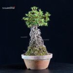 Azalea Satsuki HI-NO-MARU - immagine 3