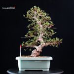 Azalea Satsuki HI-NO-MARU