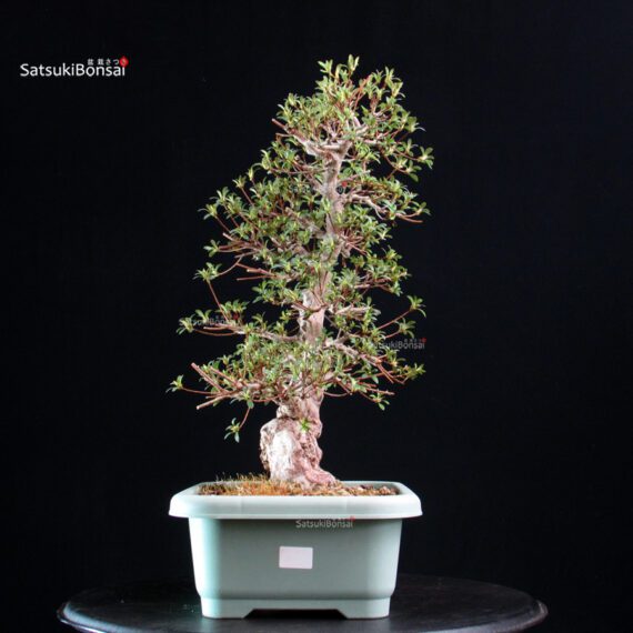 Azalea Satsuki HI-NO-MARU - immagine 3