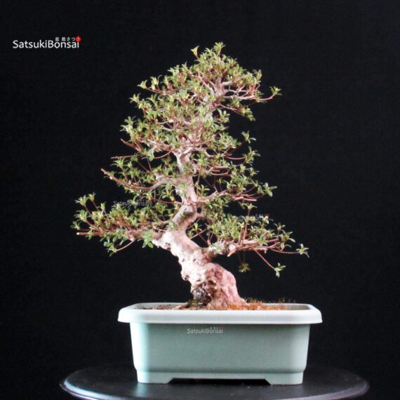 Azalea Satsuki HI-NO-MARU - immagine 4