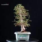 Azalea Satsuki HI-NO-MARU - immagine 5