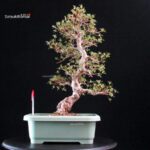 Azalea Satsuki HI-NO-MARU