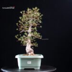 Azalea Satsuki HI-NO-MARU - immagine 3