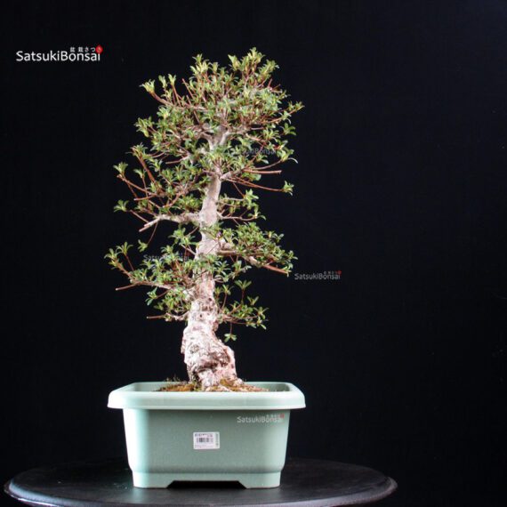 Azalea Satsuki HI-NO-MARU - immagine 3