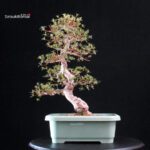 Azalea Satsuki HI-NO-MARU - immagine 4