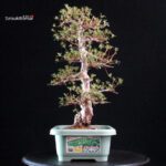 Azalea Satsuki HI-NO-MARU - immagine 5